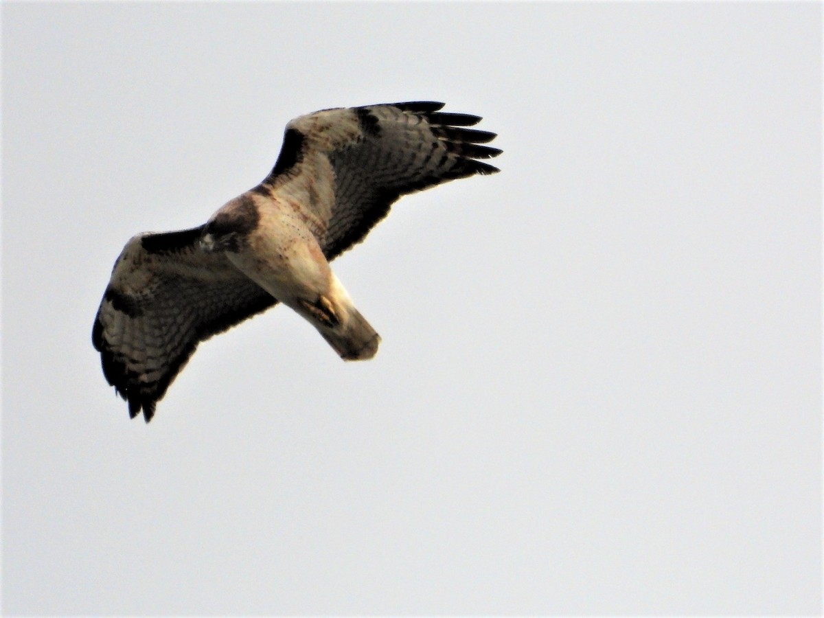 Red-tailed Hawk - ML213188021