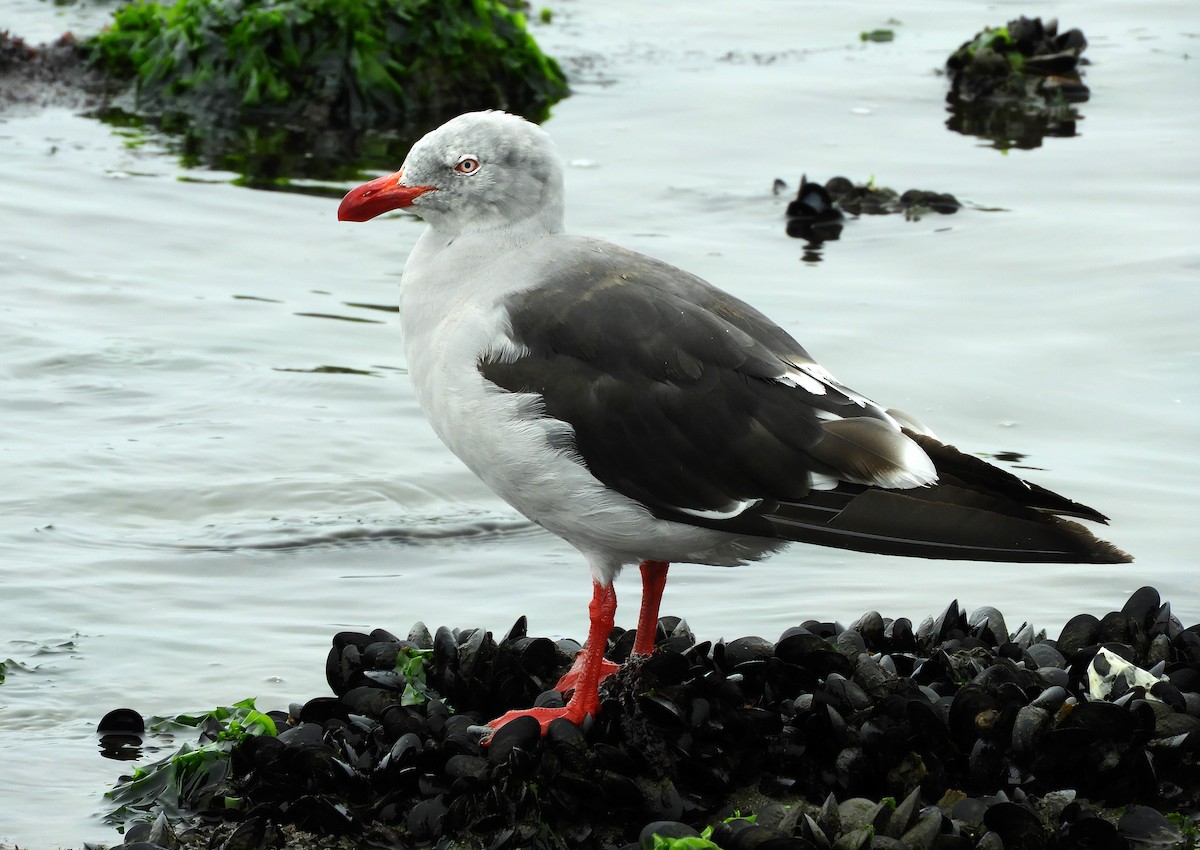 Dolphin Gull - ML213188501