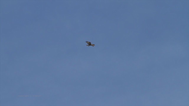 Red-tailed Hawk (calurus/alascensis) - ML213189531