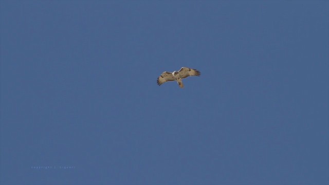 Red-tailed Hawk (Harlan's) - ML213189561