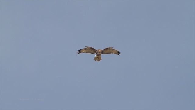 Rotschwanzbussard (calurus/alascensis) - ML213189711