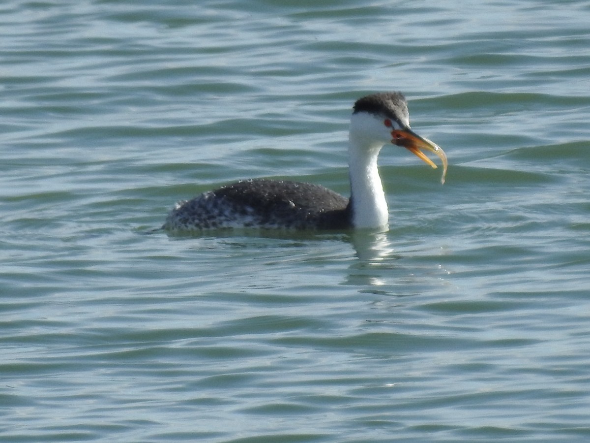 Clark's Grebe - JC Clancy