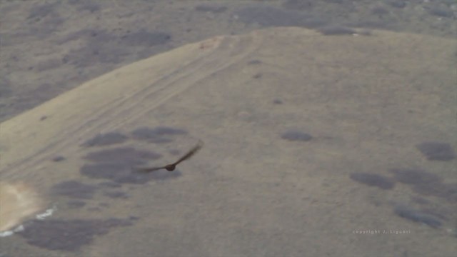 Red-tailed Hawk (calurus/alascensis) - ML213192321