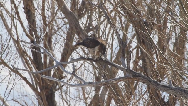 Red-tailed Hawk (calurus/alascensis) - ML213192721