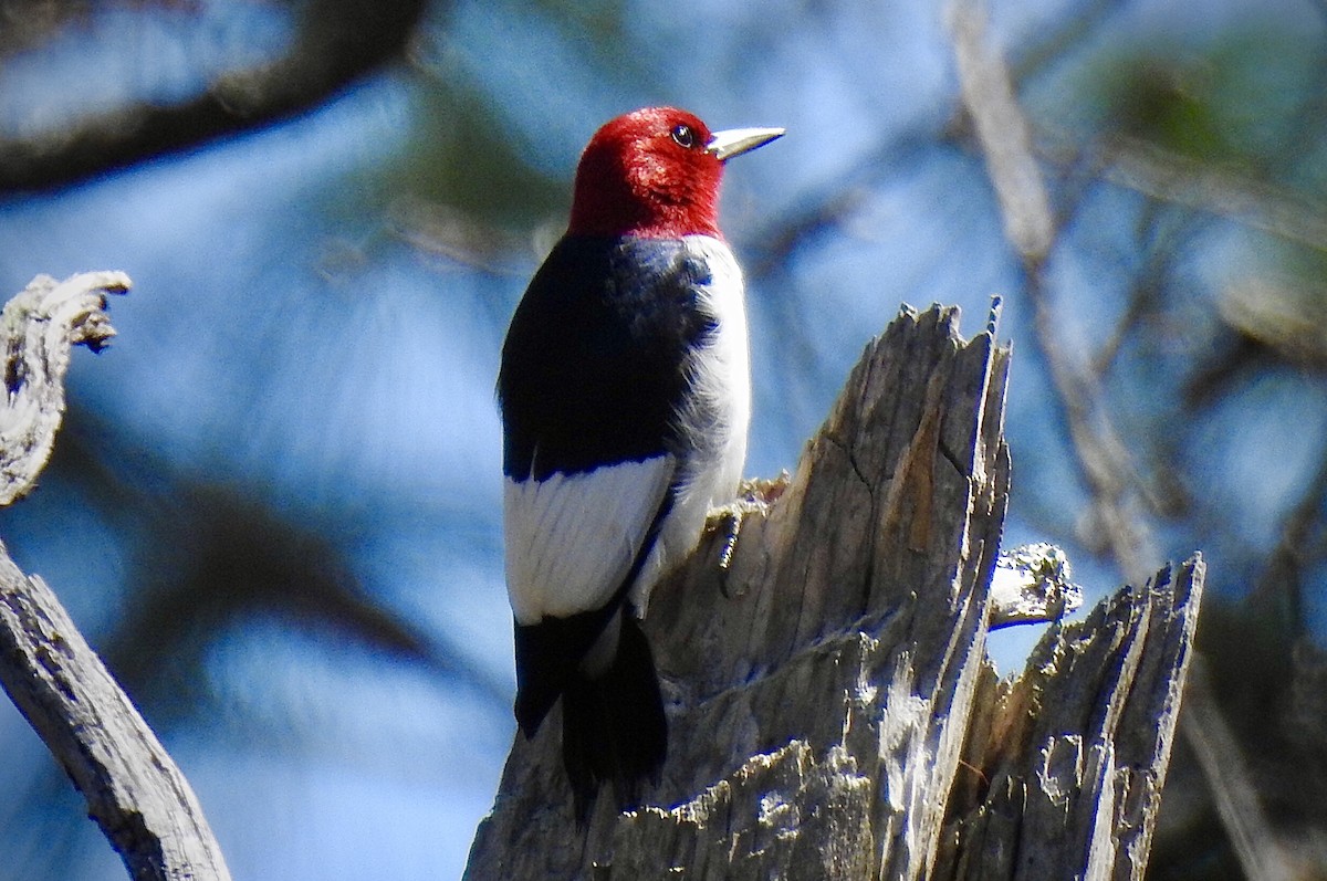 Red-headed Woodpecker - ML213193281