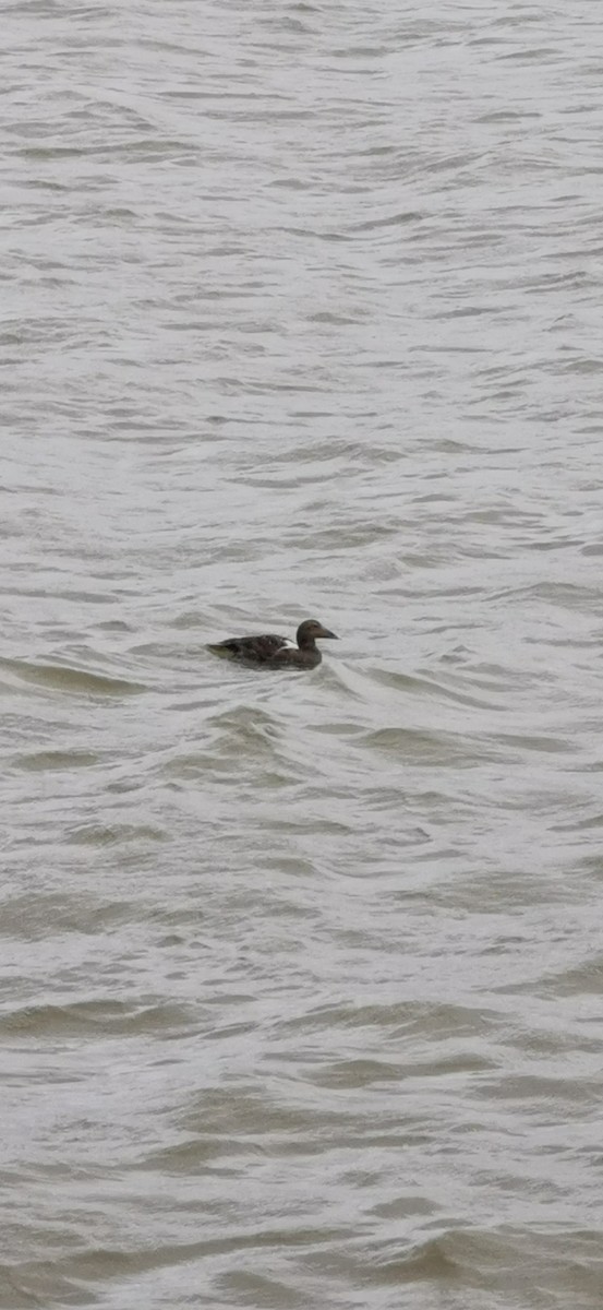 Common Eider - ML213193671