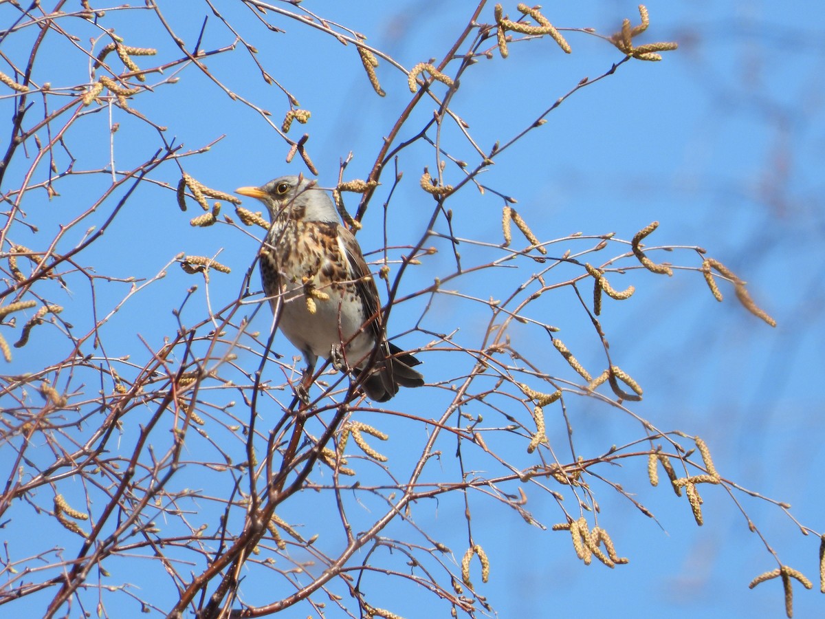 Fieldfare - ML213194581