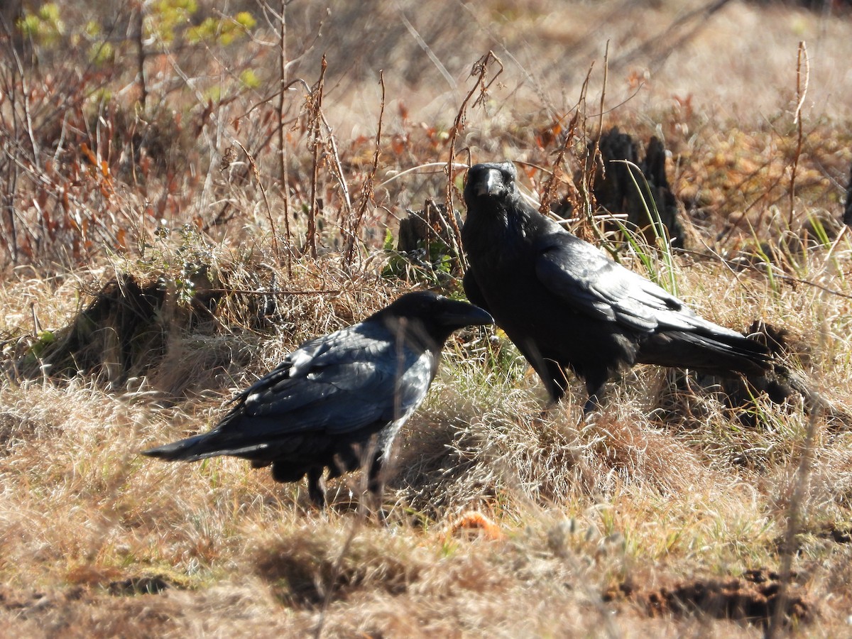 Common Raven - ML213195031