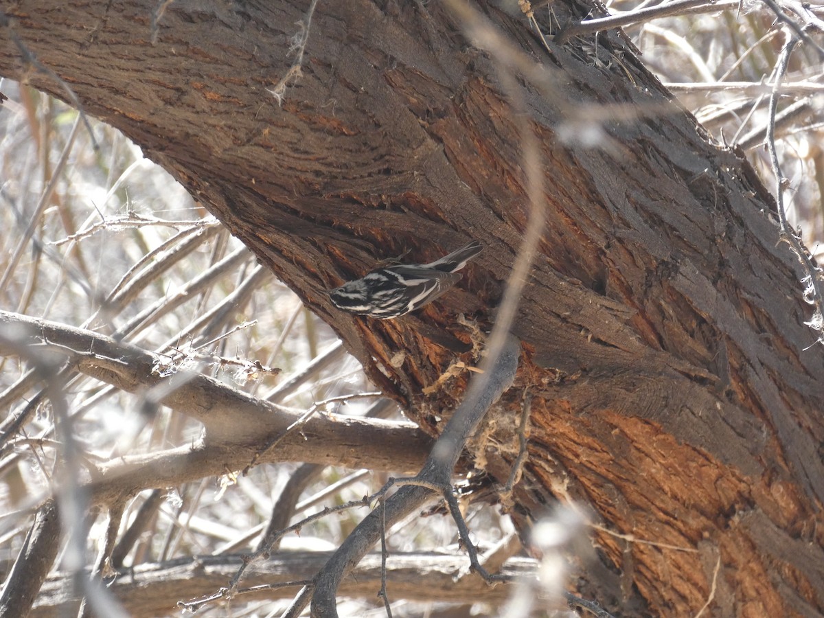Black-and-white Warbler - ML213195071