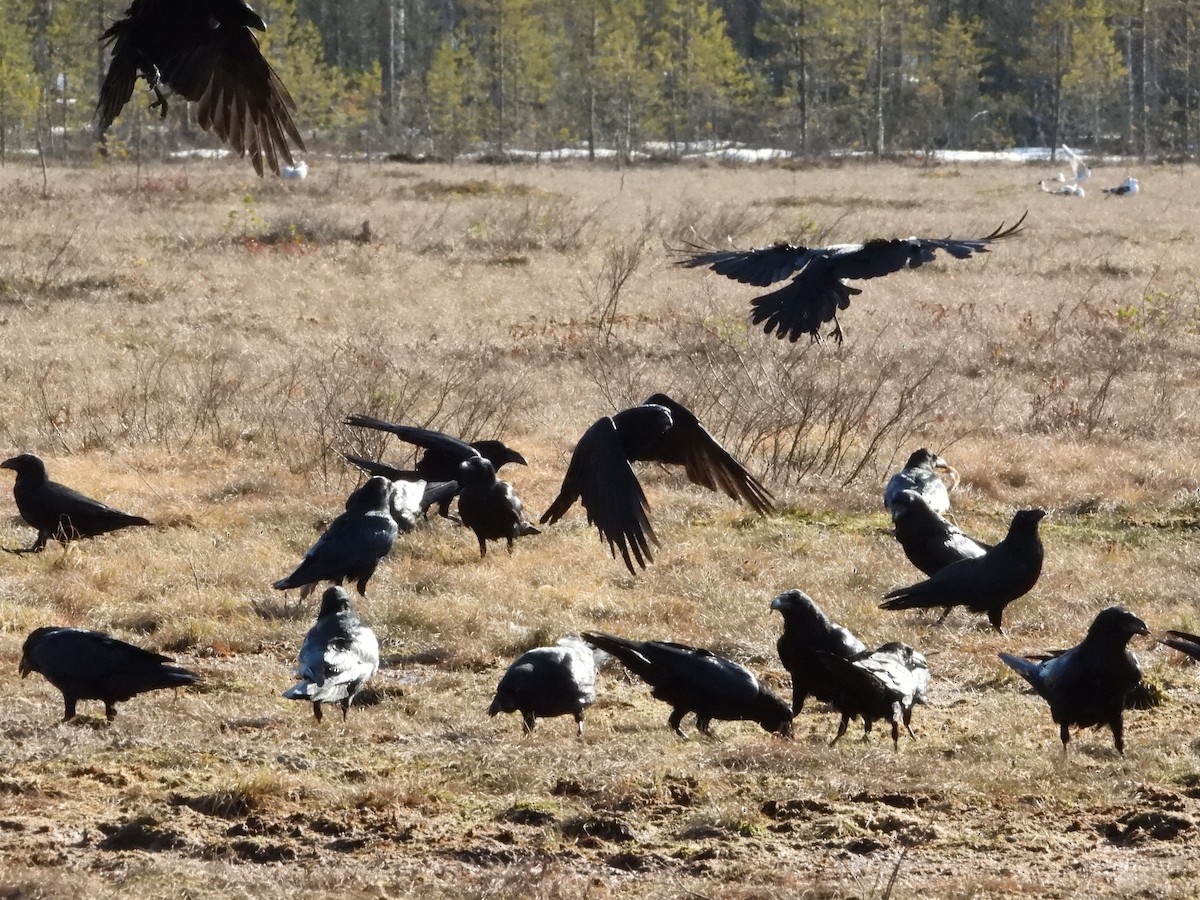 Common Raven - ML213195111