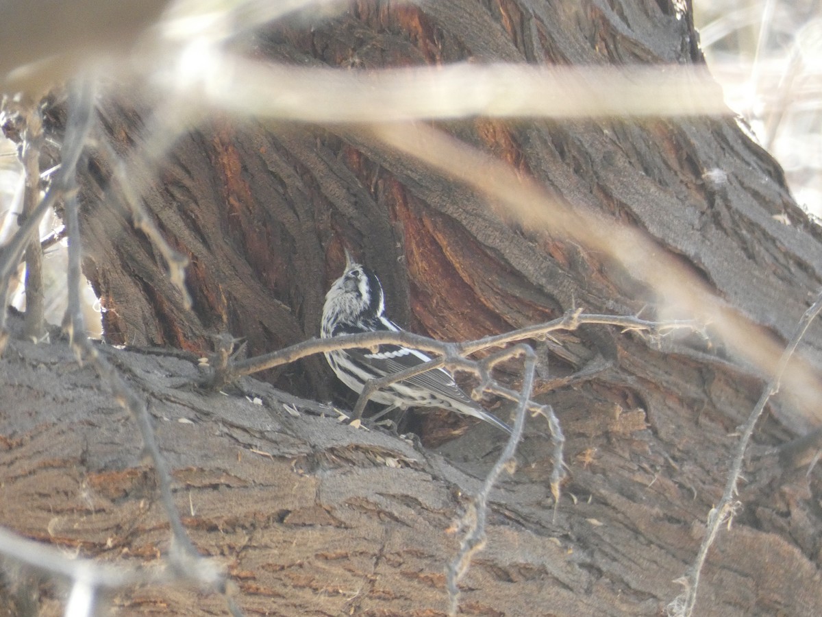 Black-and-white Warbler - ML213195121