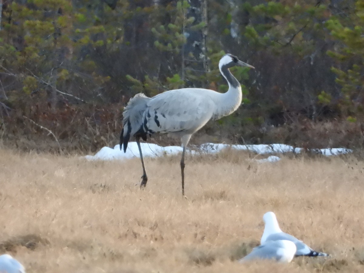 Common Crane - ML213195171