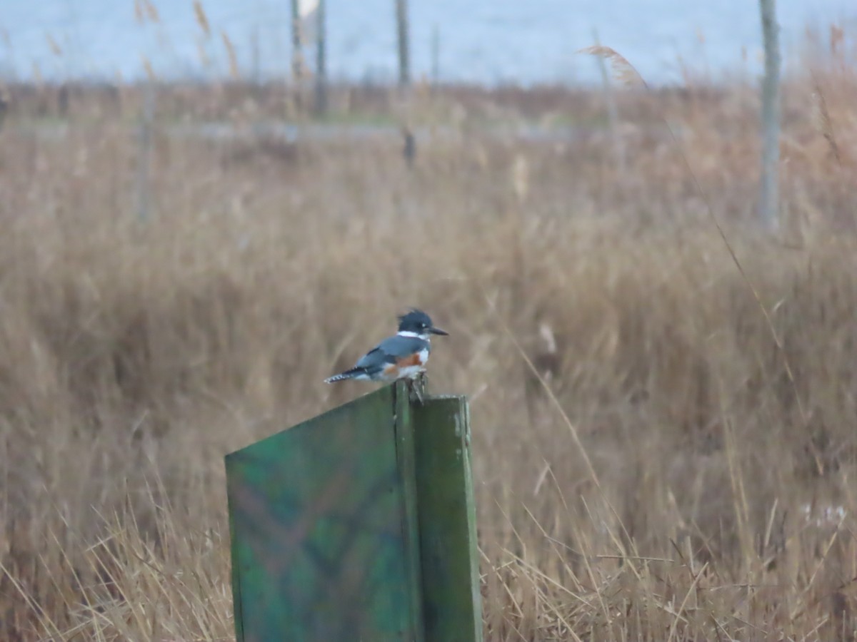 Belted Kingfisher - Scott Clark