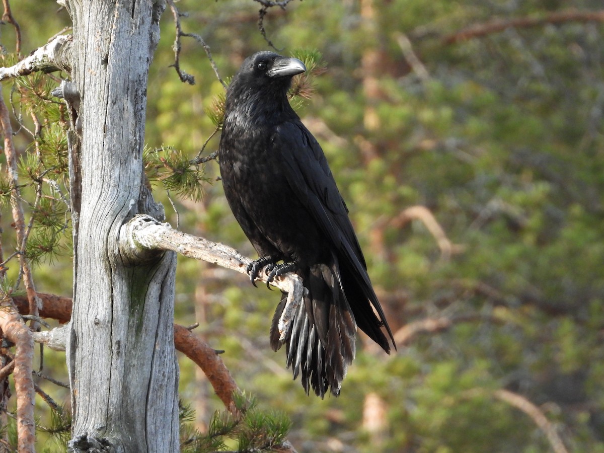 Common Raven - ML213196241