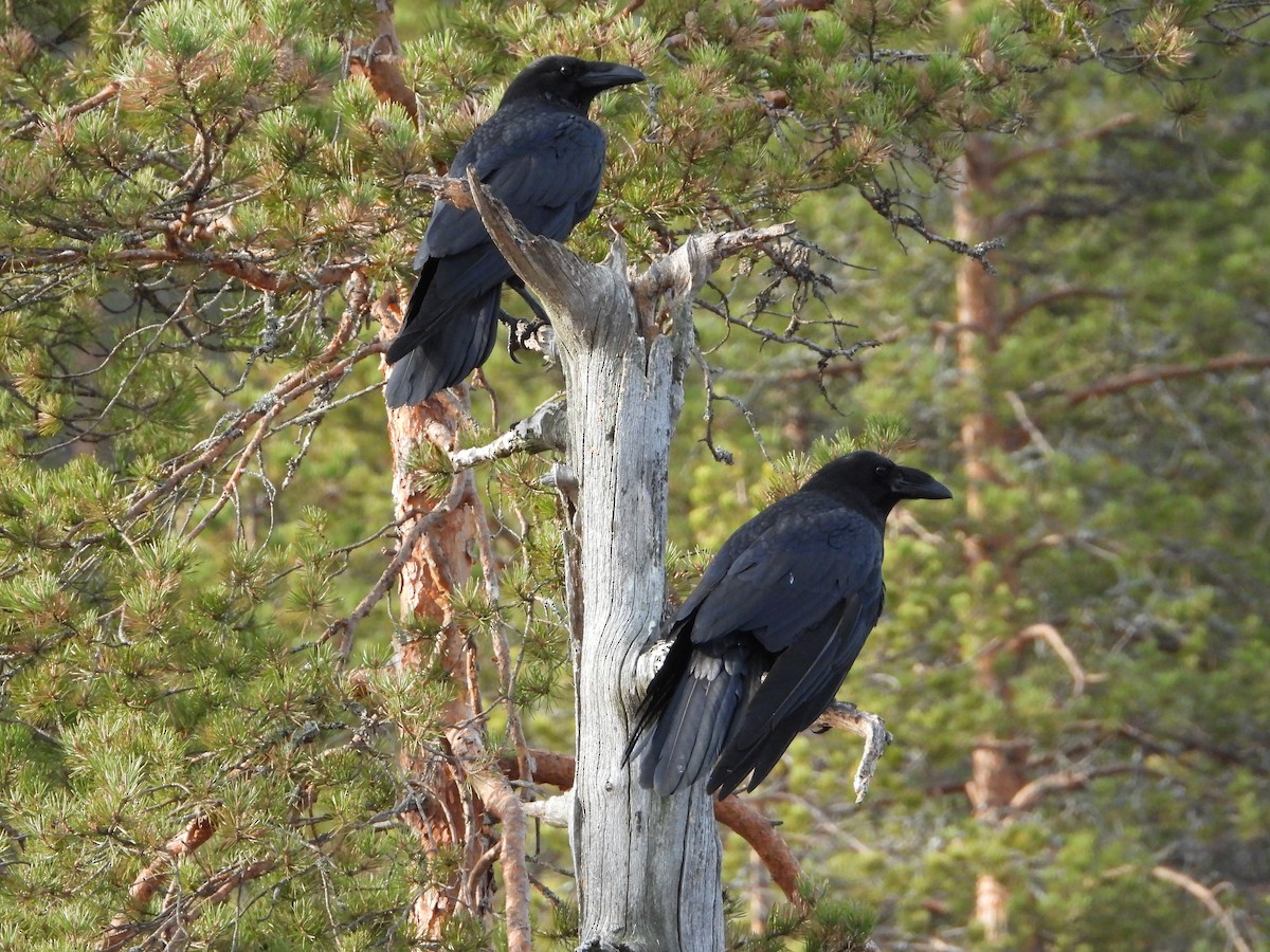 Common Raven - ML213196341