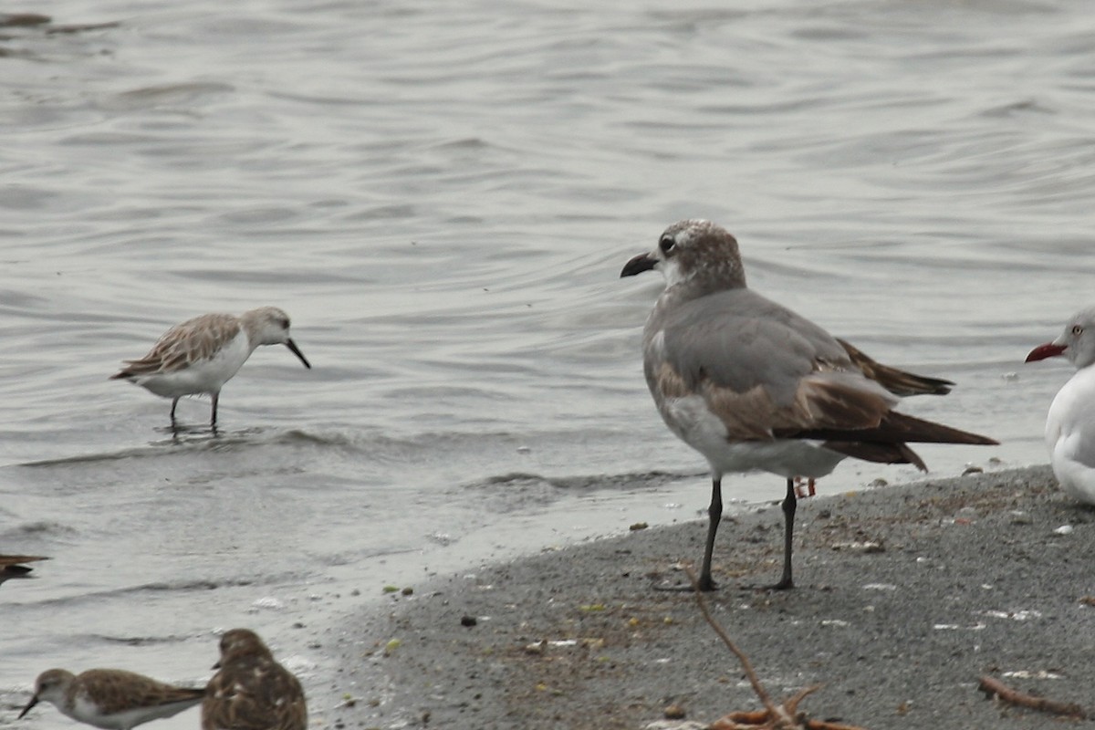 Laughing Gull - ML213196831