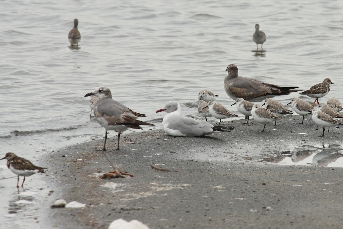 Laughing Gull - ML213197031