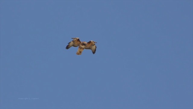 Red-tailed Hawk (calurus/alascensis) - ML213197251