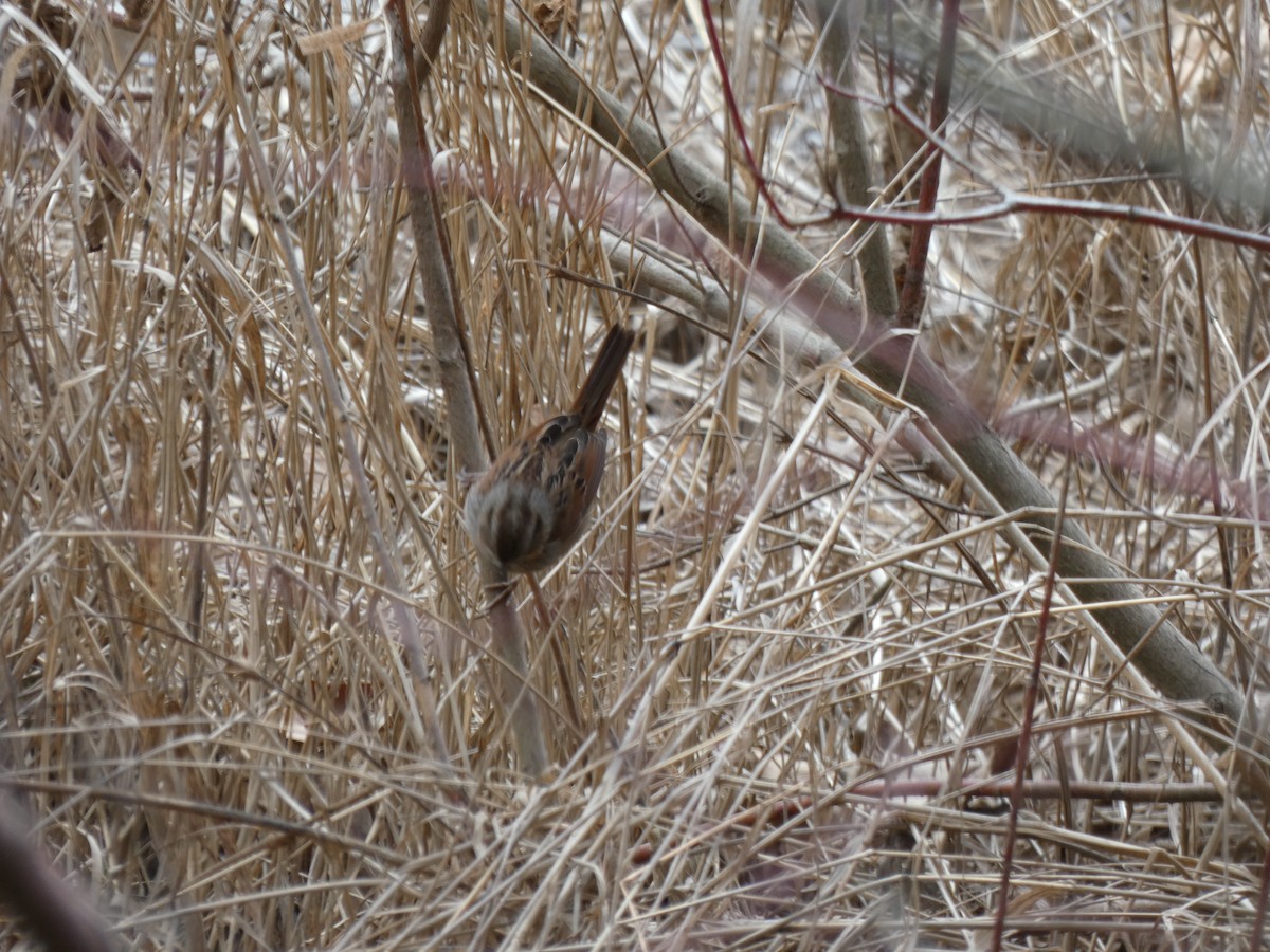 Swamp Sparrow - ML213198731