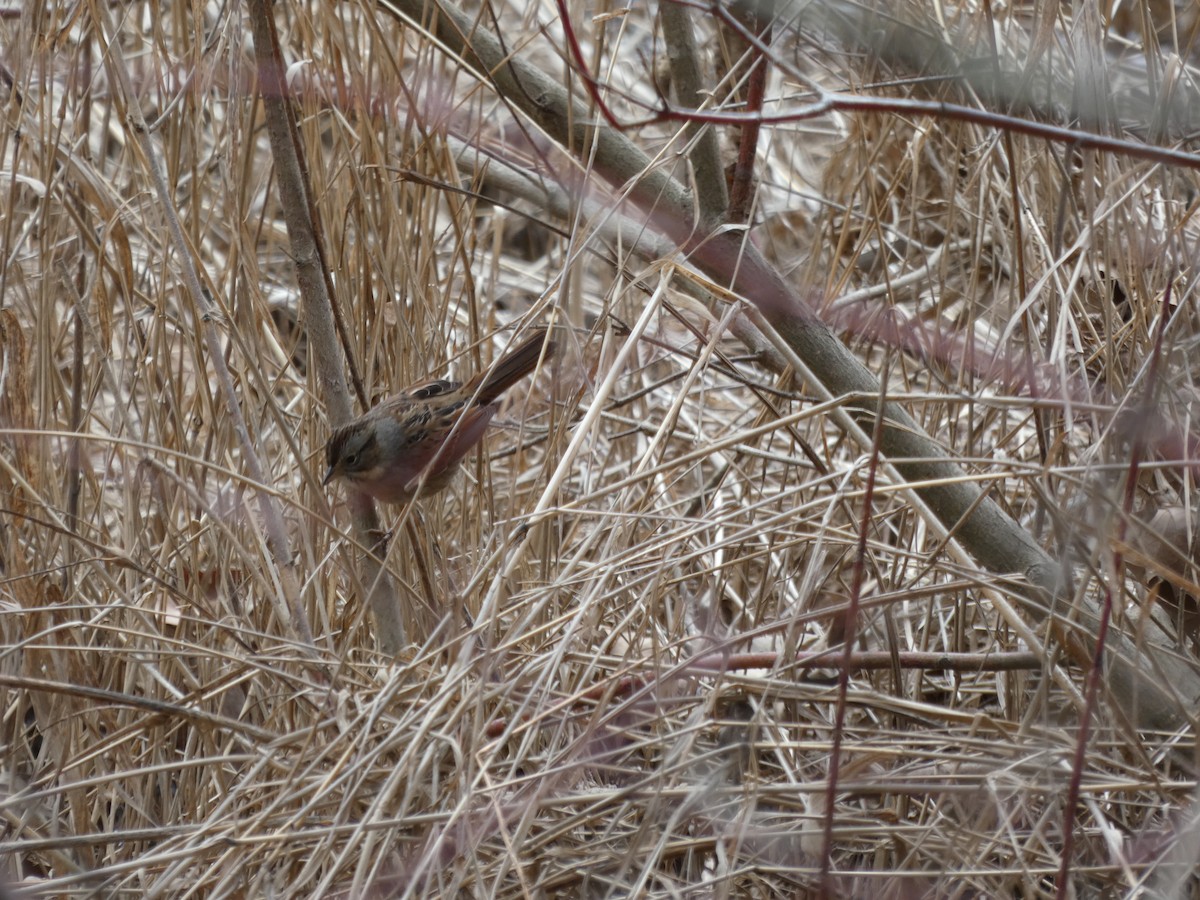 Swamp Sparrow - ML213198761