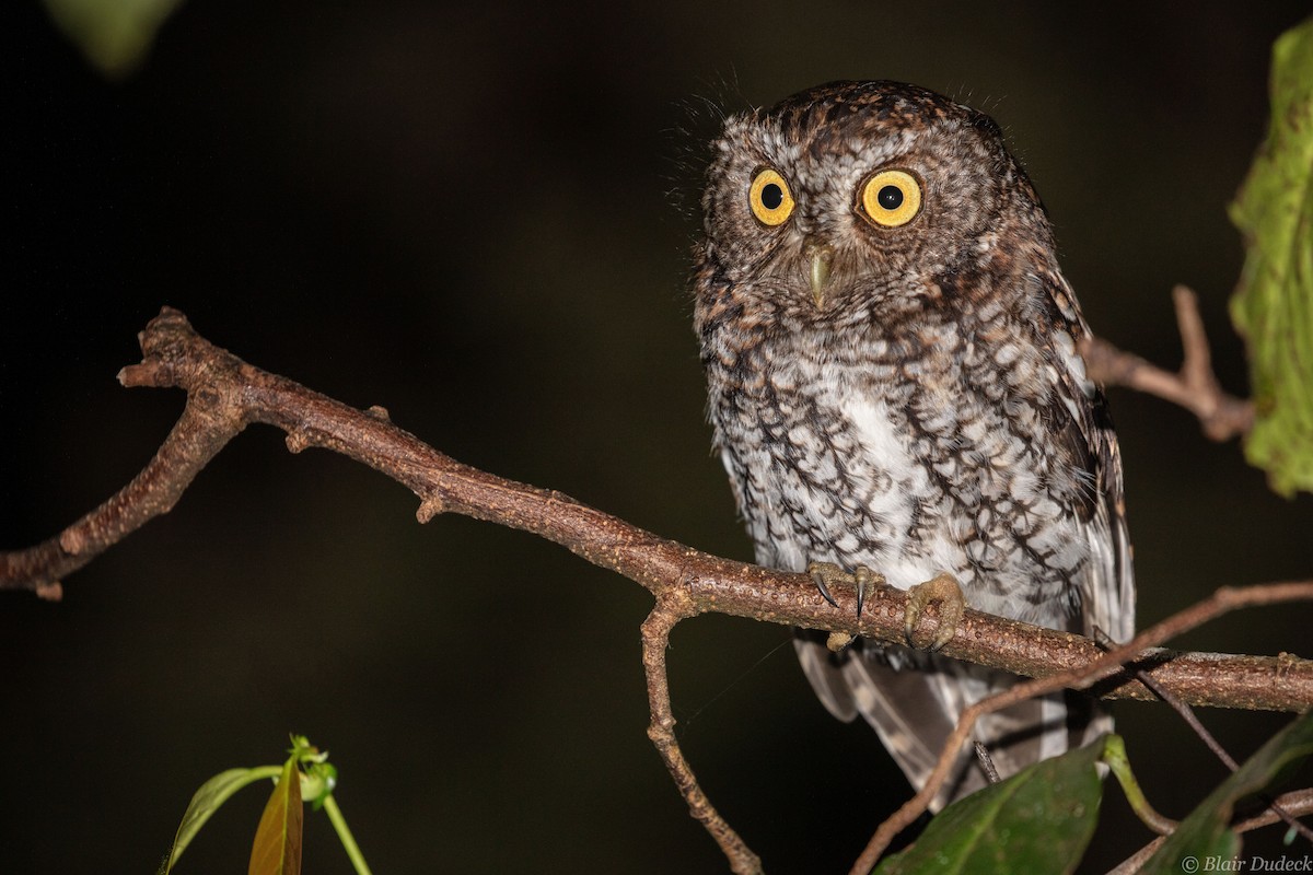 Bearded Screech-Owl - Blair Dudeck