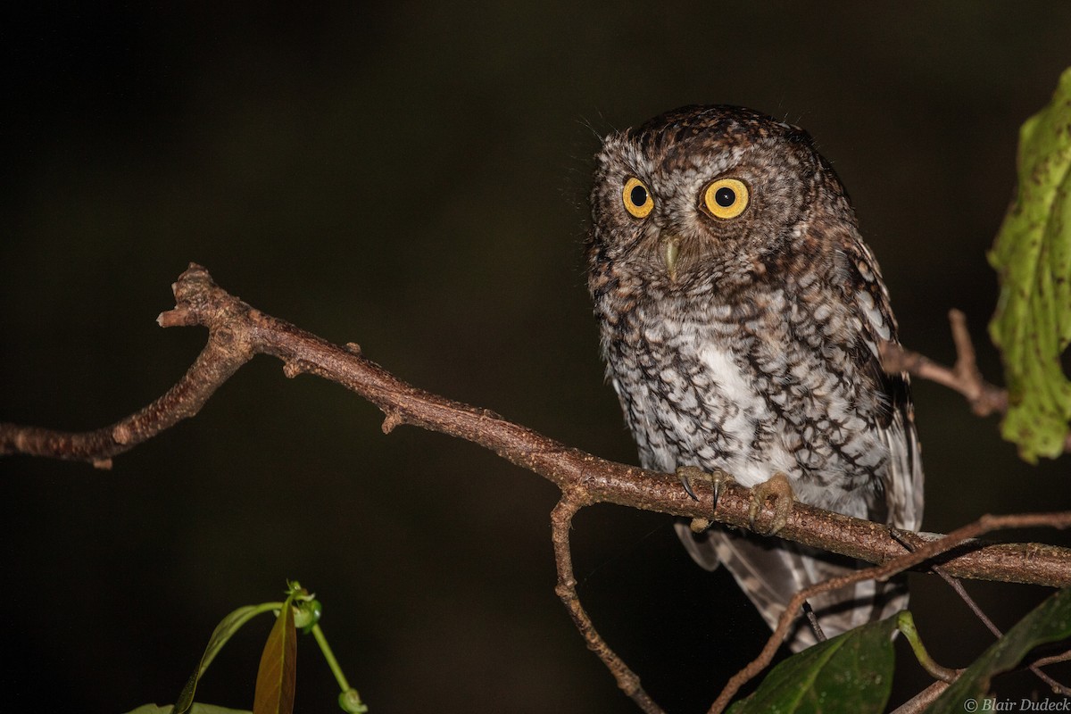 Bearded Screech-Owl - ML213201361