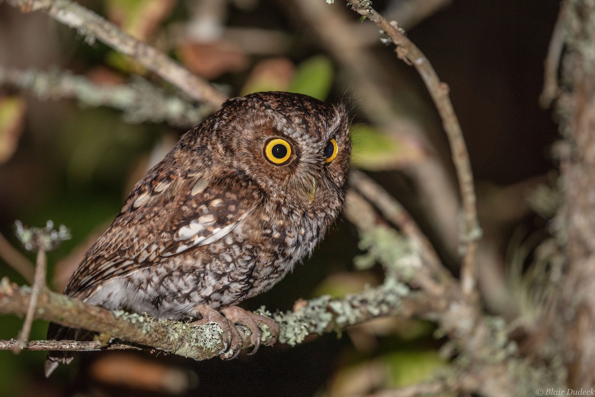 Bearded Screech-Owl - Blair Dudeck