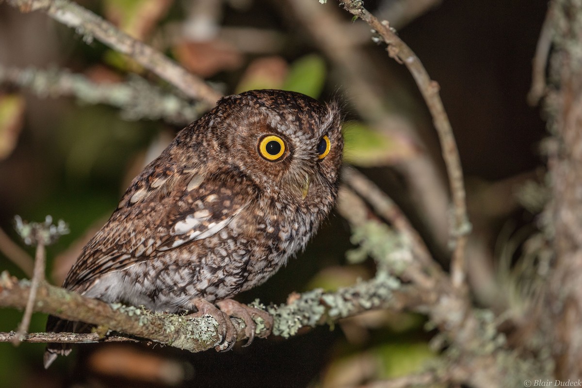 Bearded Screech-Owl - ML213201381