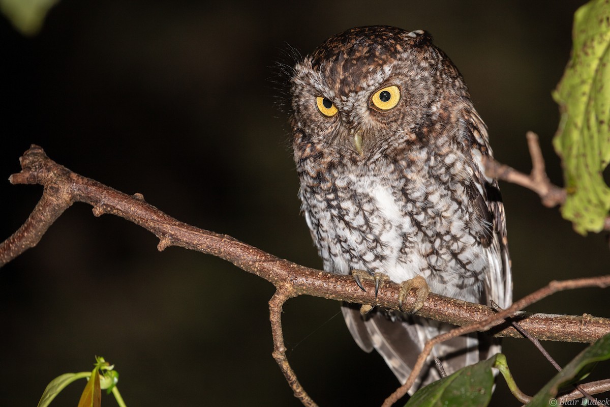 Bearded Screech-Owl - ML213201731