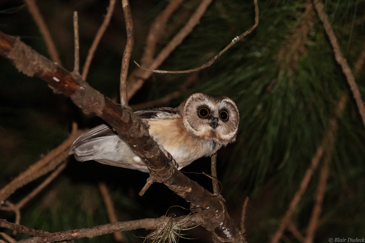 Unspotted Saw-whet Owl - ML213201741