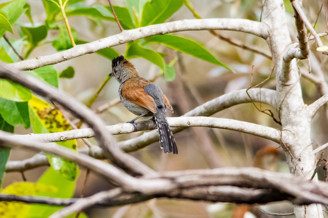 Rufous-winged Antshrike - LAERTE CARDIM