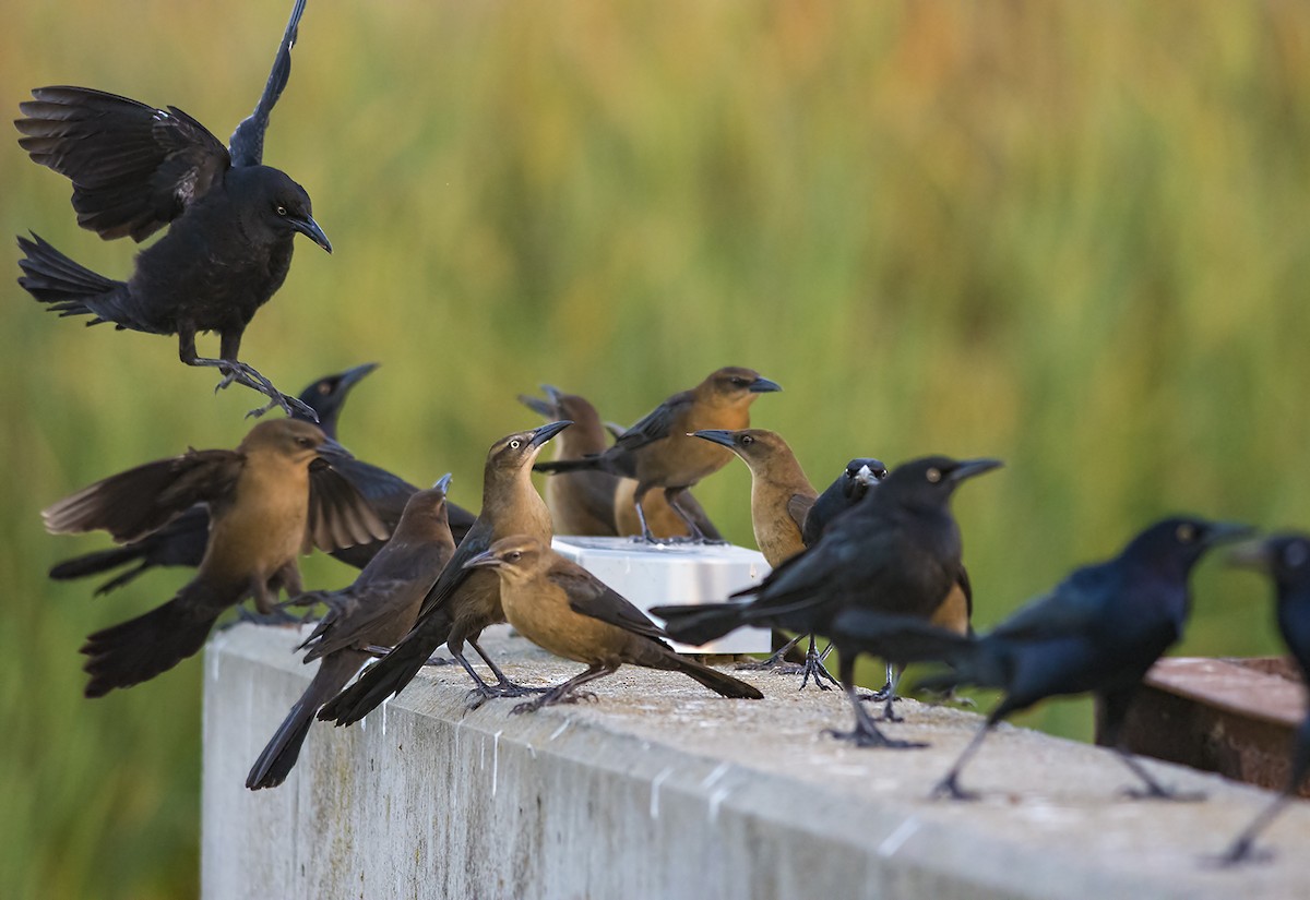 Great-tailed Grackle - ML21320291