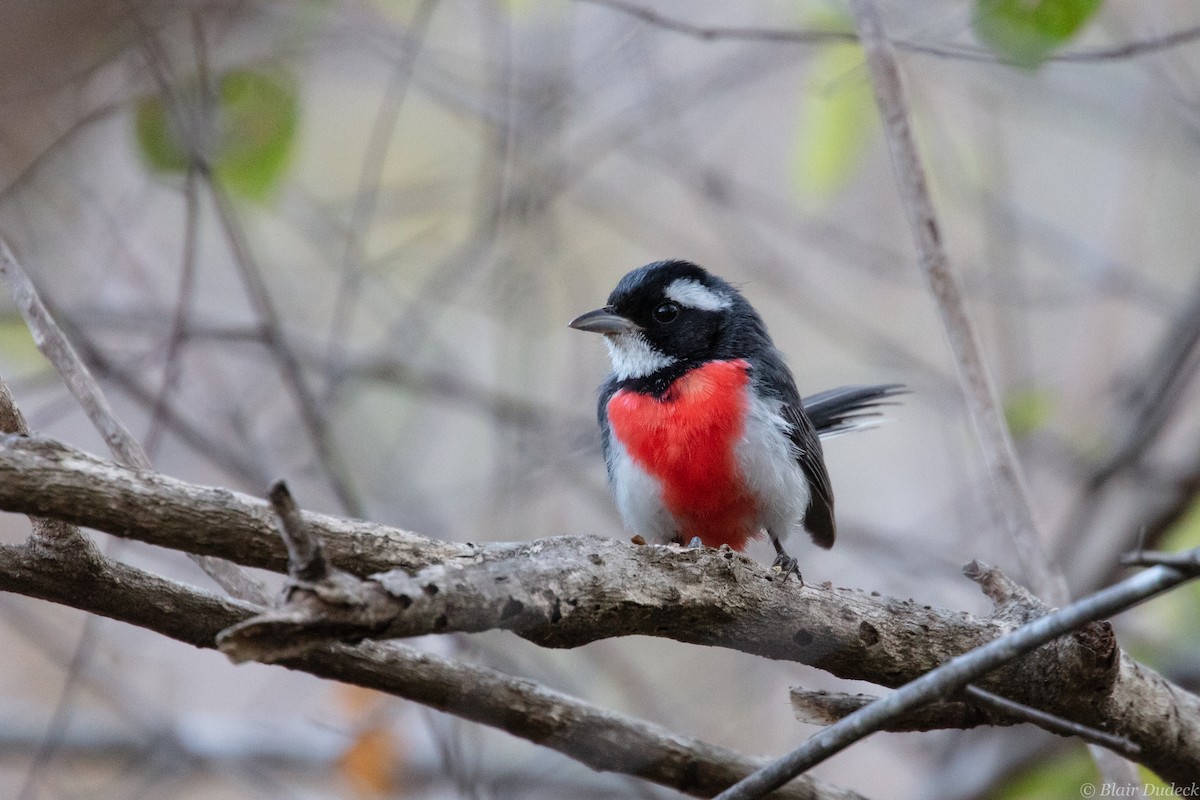 Red-breasted Chat - Blair Dudeck