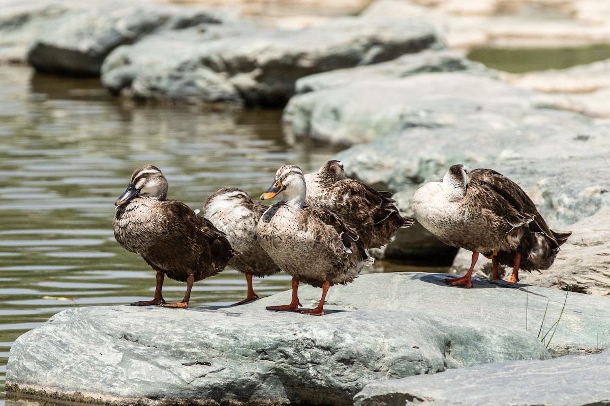 Eastern Spot-billed Duck - ML213203301