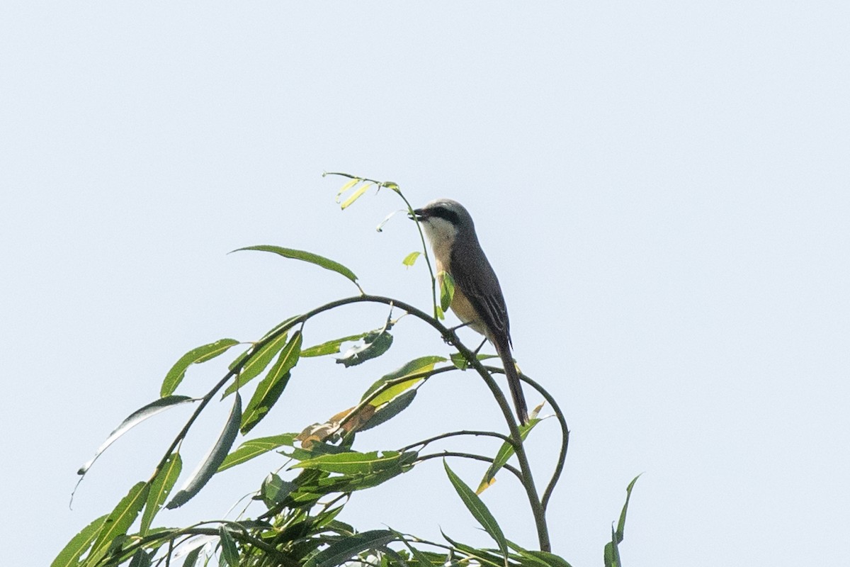 Gray-backed Shrike - ML213203461