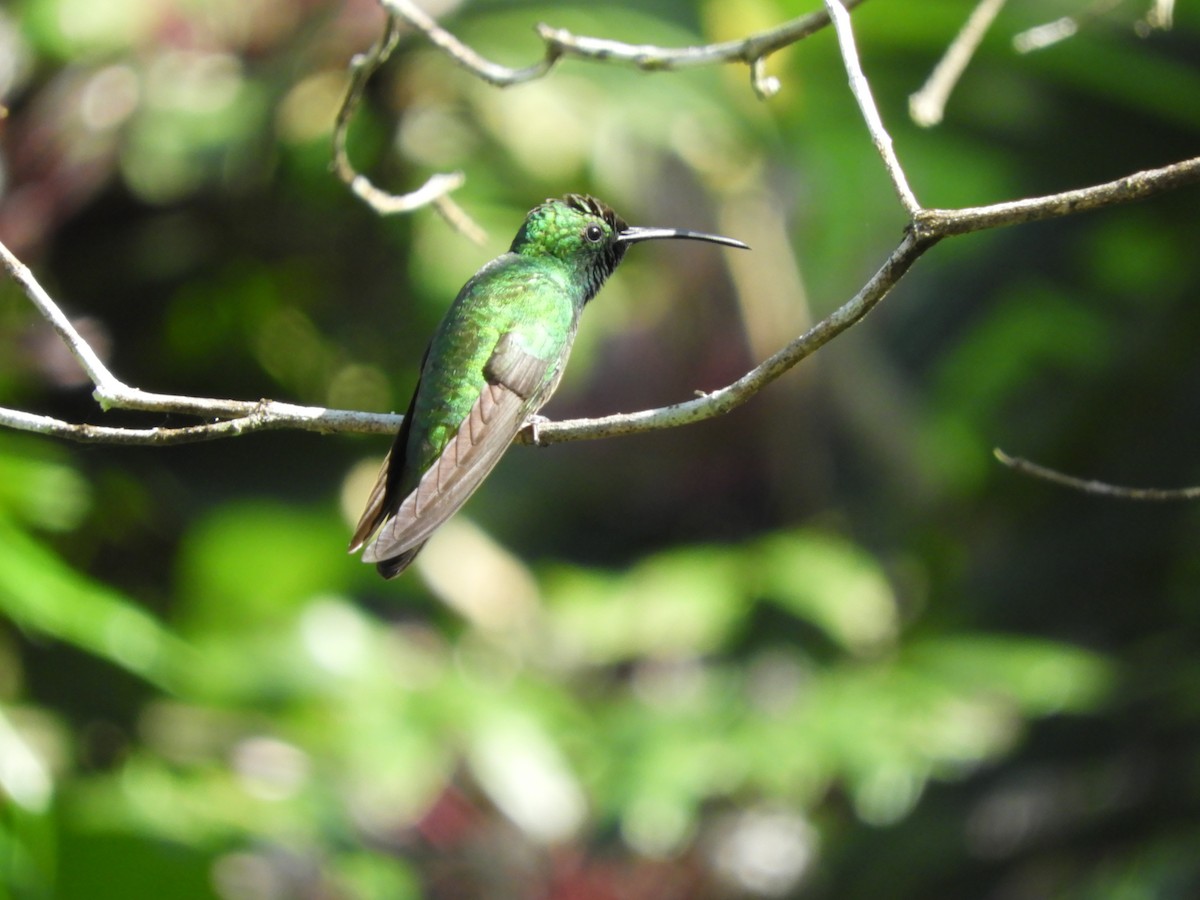 Green-breasted Mango - ML213203771