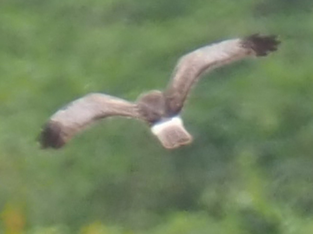 Northern Harrier - ML213204621