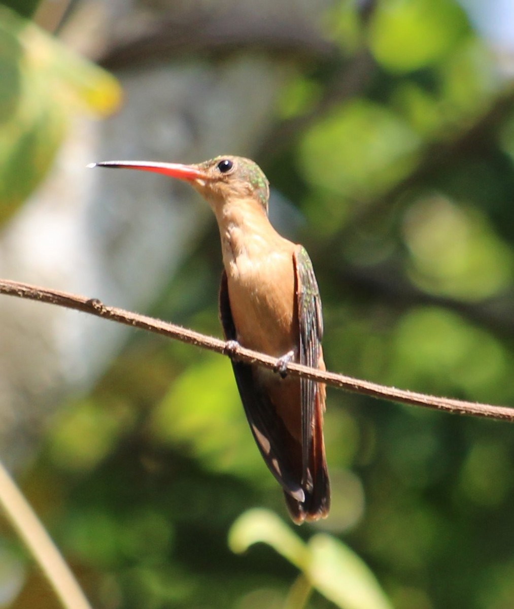 Cinnamon Hummingbird - ML213206081