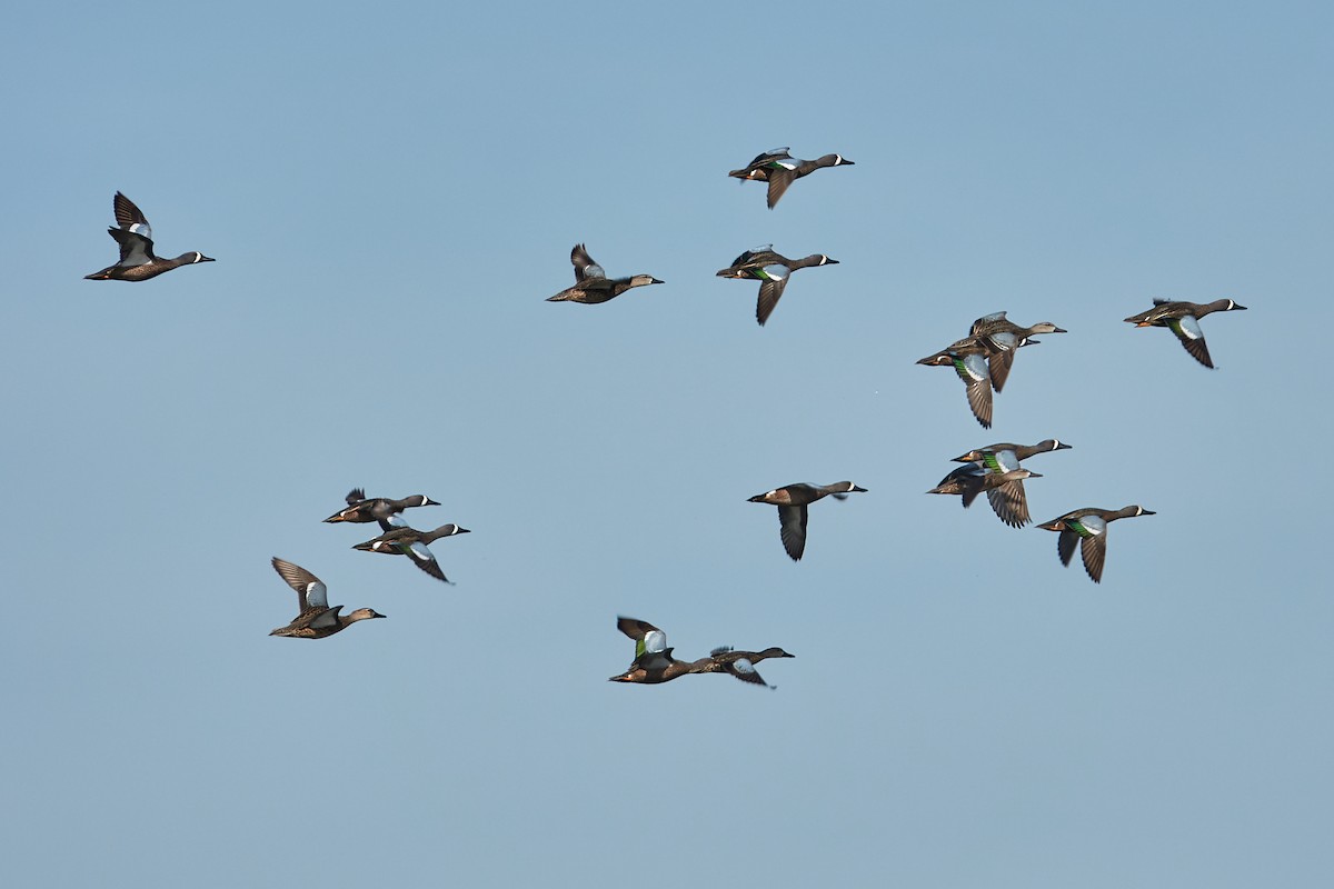 Blue-winged Teal - Stephen Mann