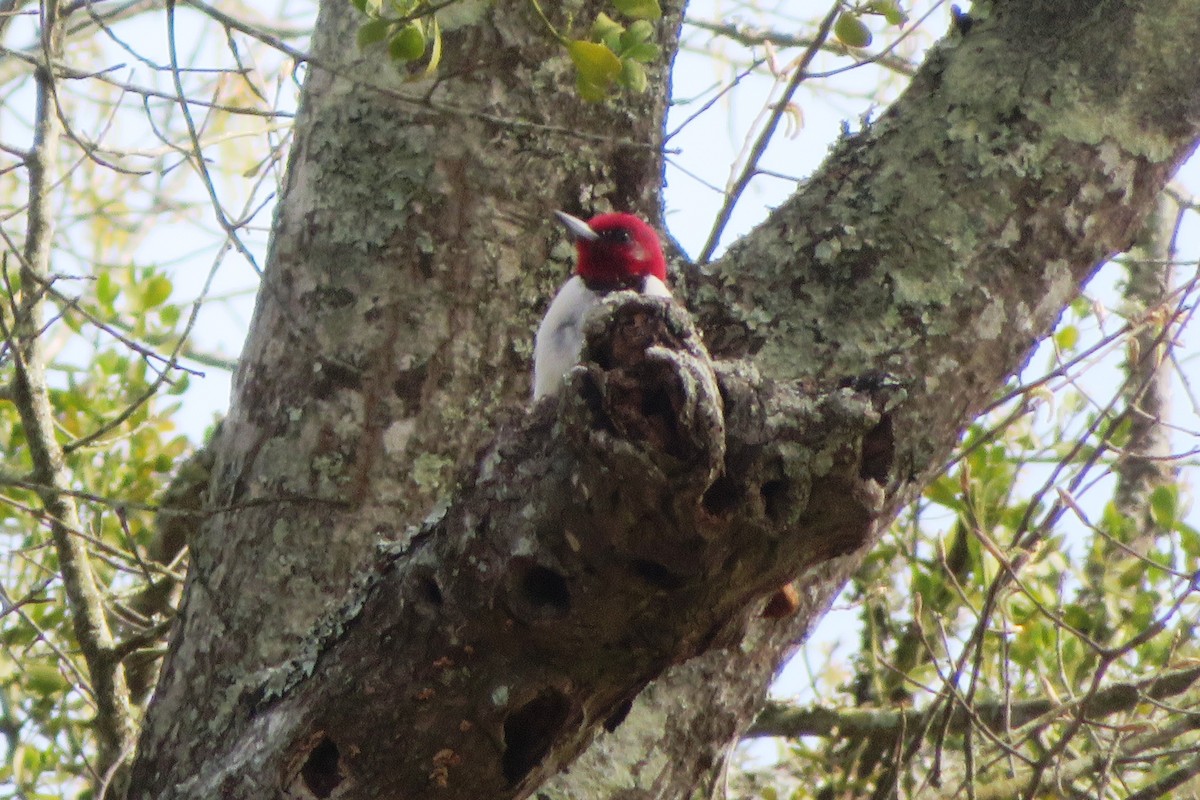 Red-headed Woodpecker - ML213208361