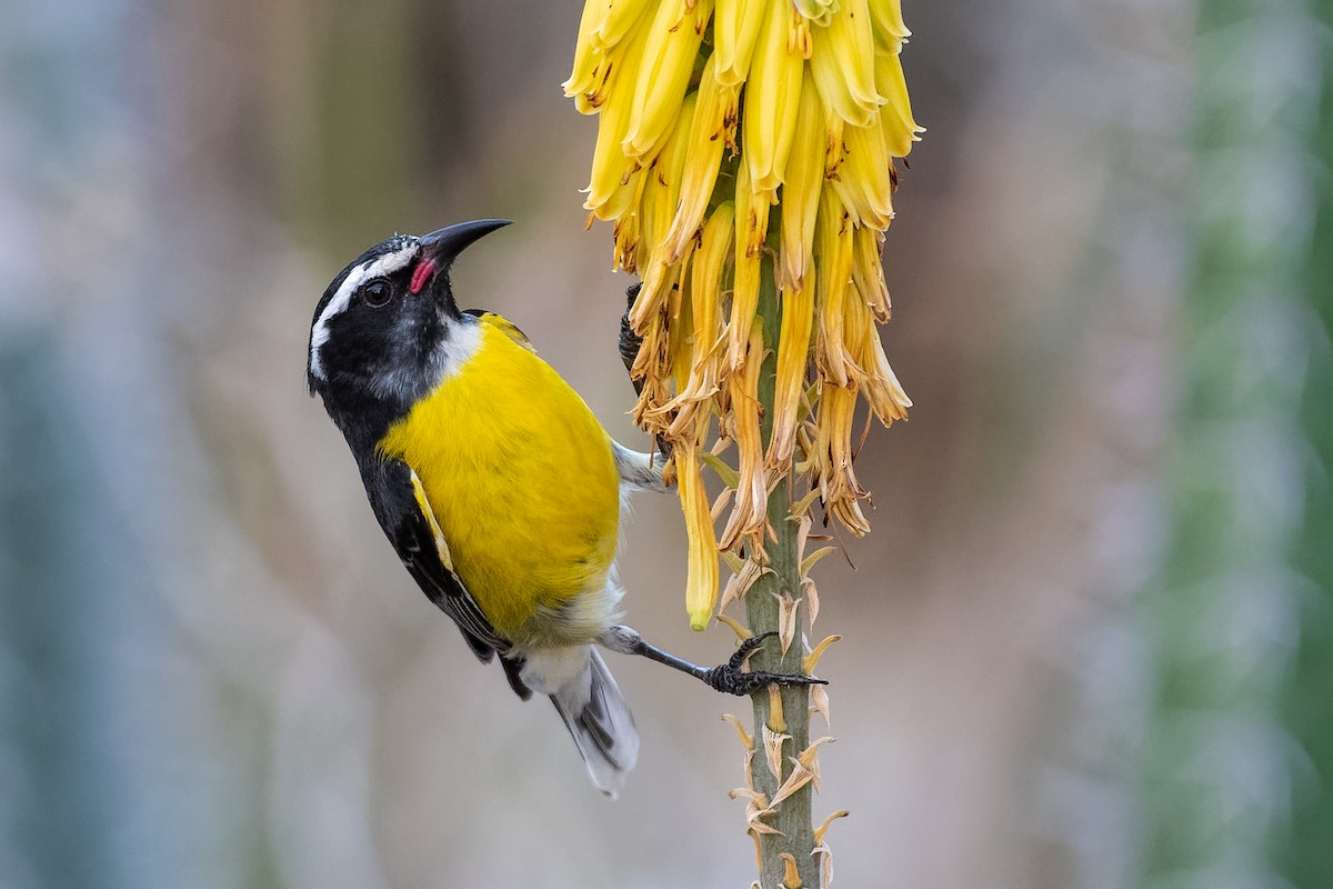 Zuckervogel - ML213210101