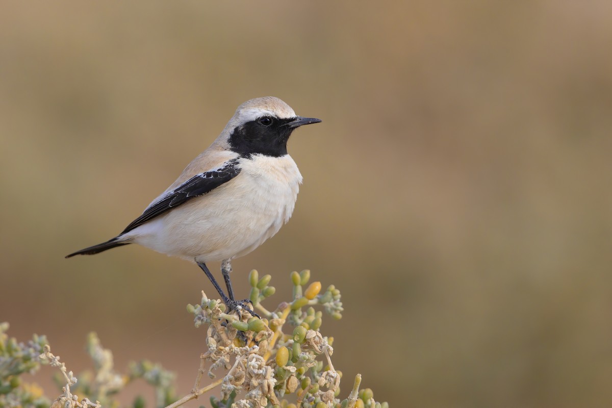 Desert Wheatear - ML213210911