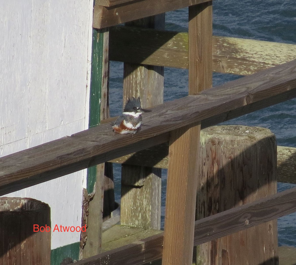 Belted Kingfisher - ML21321151