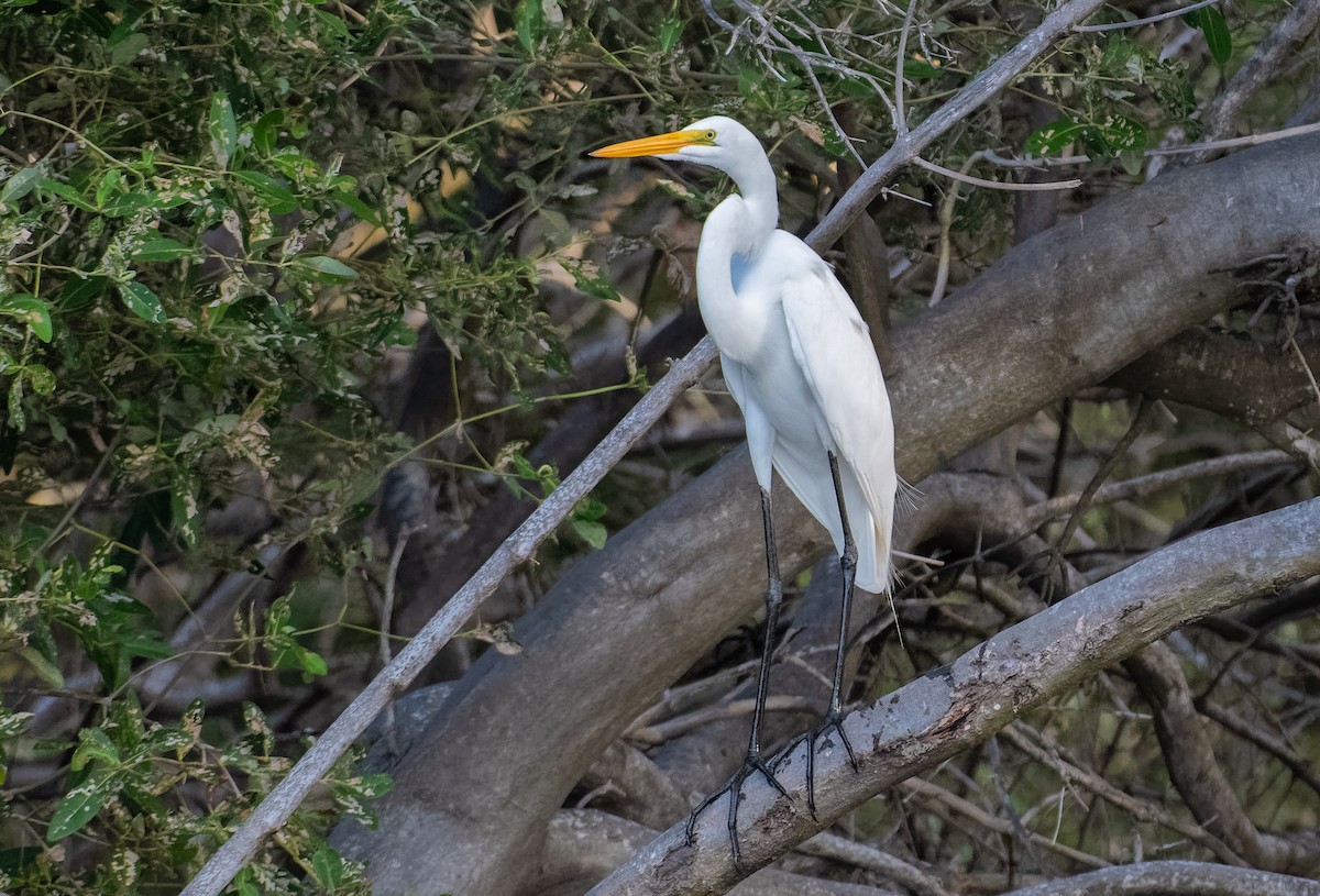 Great Egret - ML213211651