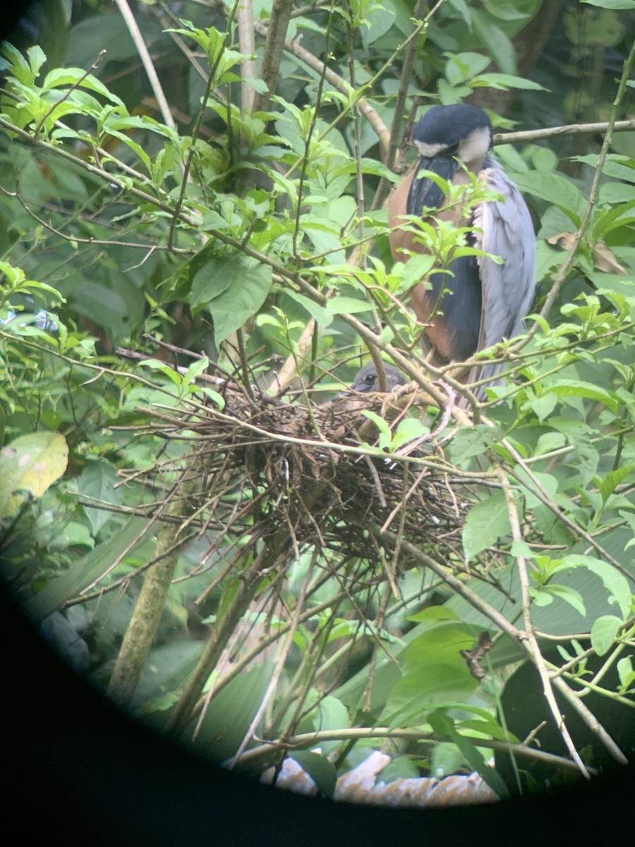 Boat-billed Heron - ML213211901