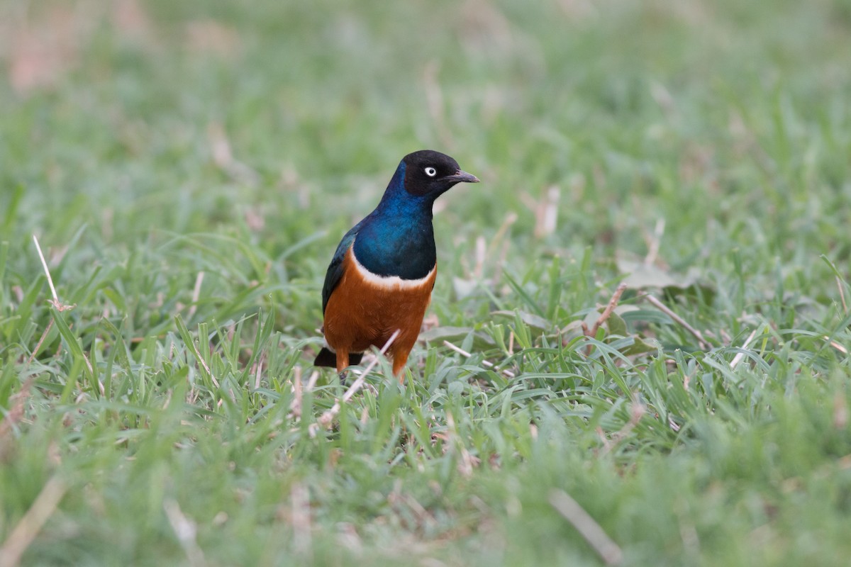 Superb Starling - ML213212121