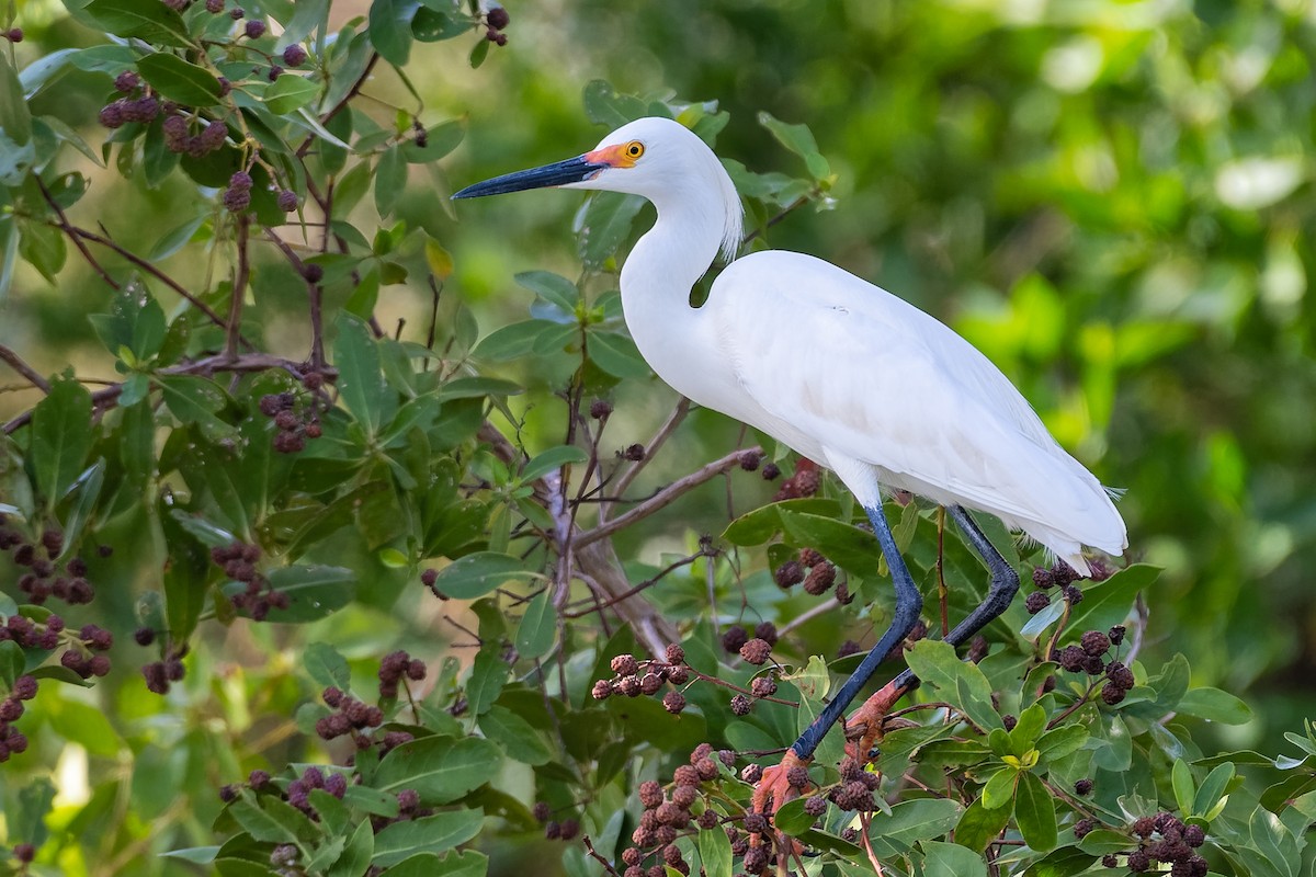 Snowy Egret - ML213212211