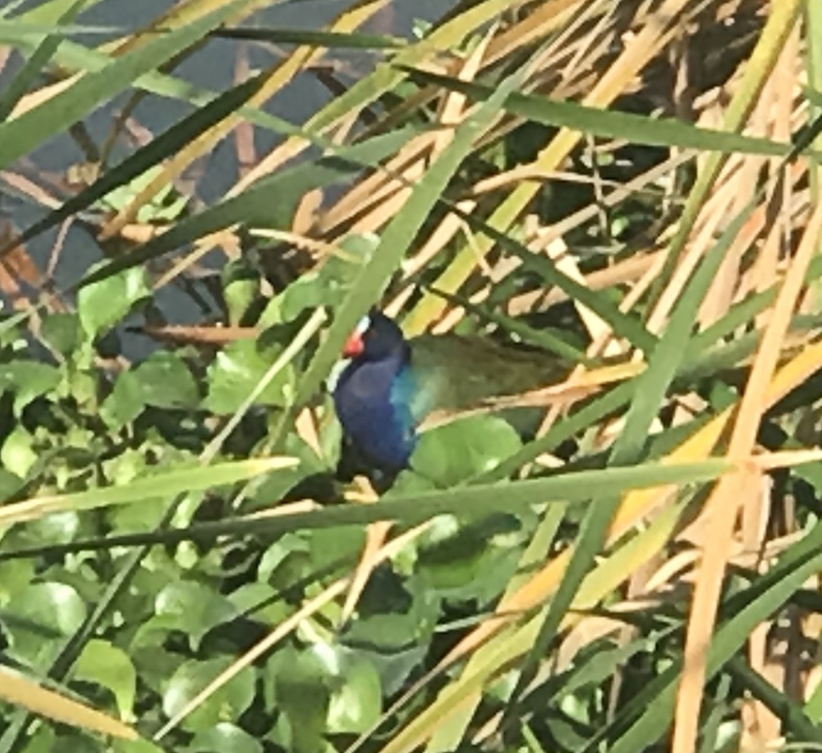 Purple Gallinule - ML213212401