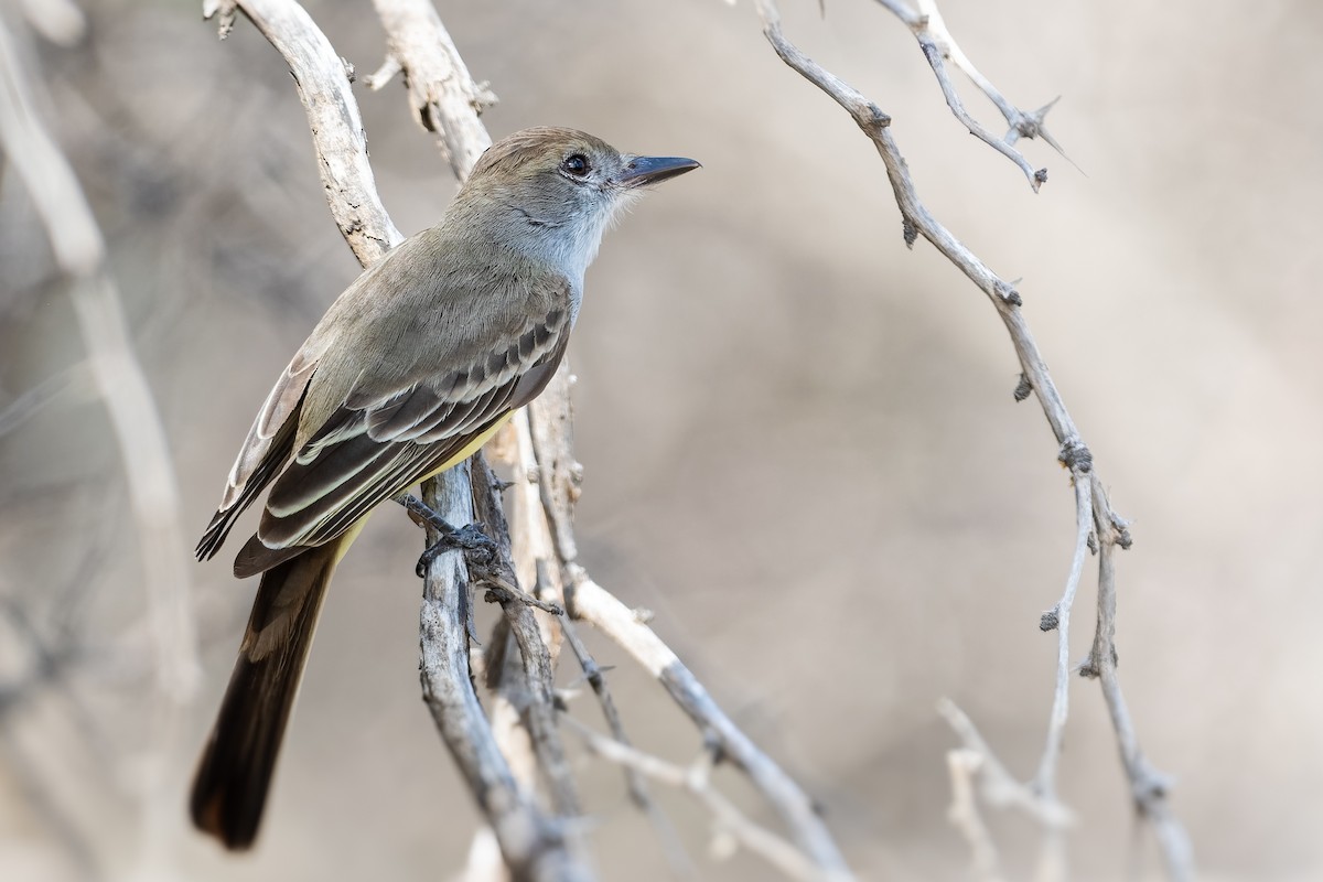 Brown-crested Flycatcher - Don Danko