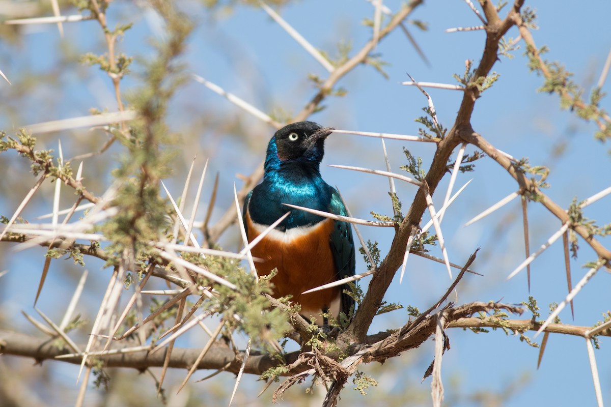 Superb Starling - ML213213531